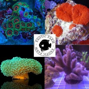OFFERTA 5 coralli molli - taglia piccola