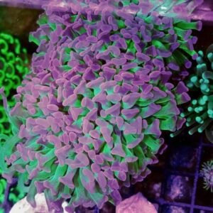Euphyllia parancora green purple 3 calici