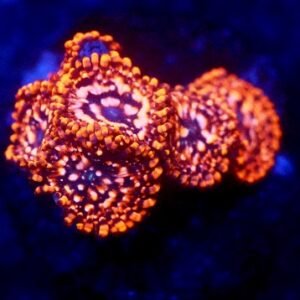 Zoanthus utter chaos - grado A+ - 7-8 polipi