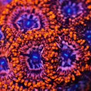 Zoanthus utter chaos - grado A+ - 4-5 polipi