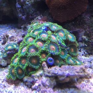 Zoanthus green rim golden - 10-12 polipi
