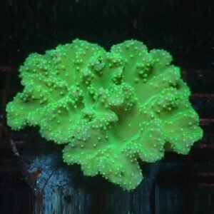 Sinularia dura green fluo media - (AUSTRALIA)
