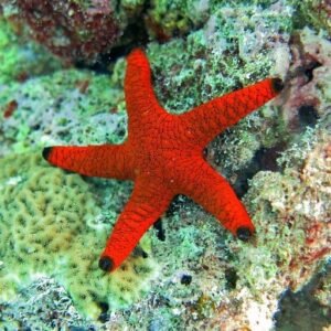Fromia indica