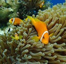 Amphiprion nigripes – COPPIA - di allevamento