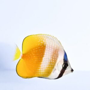 Chaetodon kleinii - (DI SERRA)