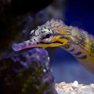 Corythoichthys intestinalis