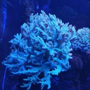 Sinularia blu piccola