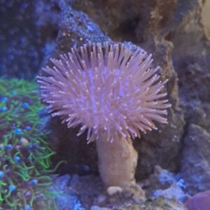 Sarcophyton glaucum - small