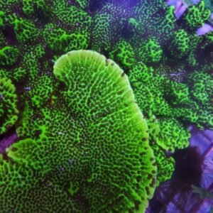 Montipora confusa