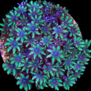 Sympodium blue - small
