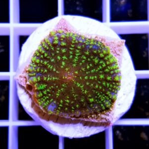 Rhodactis electric green bull's eye - GRADO A+