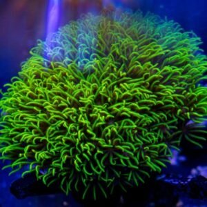 Briareum green extreme - taglia medio-grande