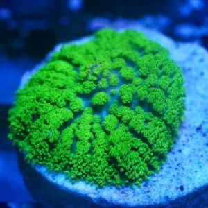 Rhodactis osculifera green opal - GRADO A