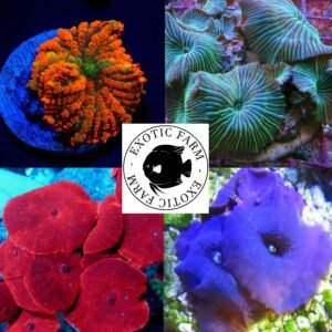10 Rhodactis e Discosoma mix - OFFERTA 10 esemplari