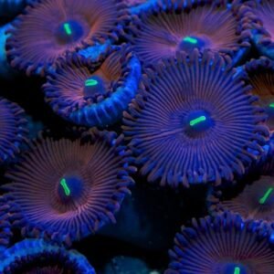 Palythoa red people eater - 4-5 polipi (frag)