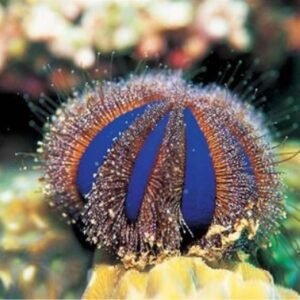 Mespilia globulus