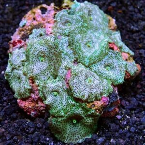 Discosoma grey points