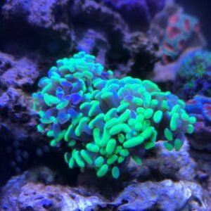 Euphyllia parancora Green Emerald - 2 calici