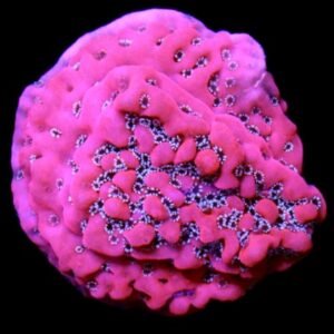 Montipora ultra pink - (PEZZO UNICO)
