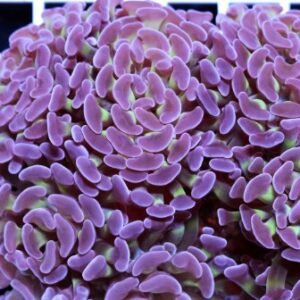 Euphyllia parancora purple 3 calici