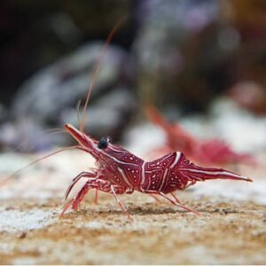 Rhynchocinetes uritai