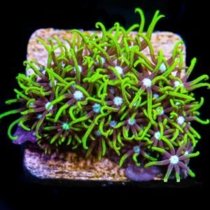 Pachyclavularia violacea, medium