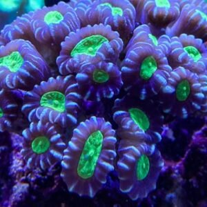 Caulastrea furcata - 2 calici