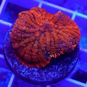Rhodactis red supreme - GRADO A+