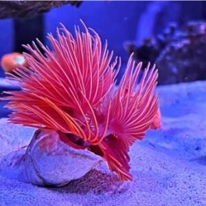 Sabellastarte indica red and white