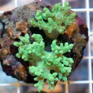 Sinularia green fluo - piccolo frag su basetta