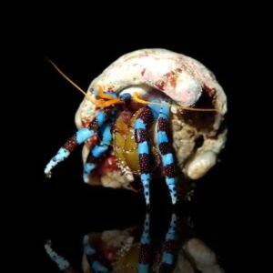 Calcinus elegans