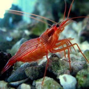 Lysmata wurdemanni