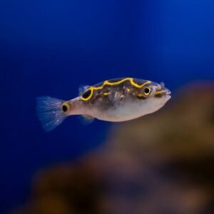 Tetraodon biocellatus - ambientati in marino