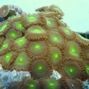 Zoanthus button polyps- 2 polipi