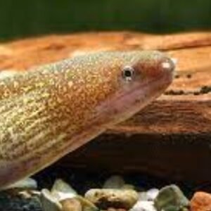 Gymnothorax tile