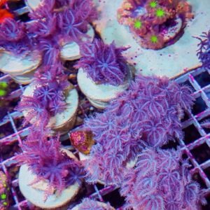 Anthelia pink - taglia piccola