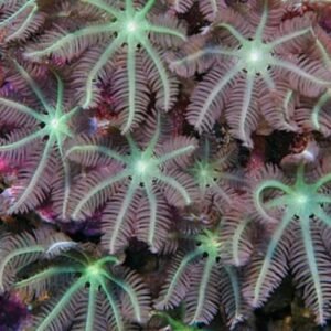 Anthelia green purple - taglia media