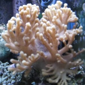 Sinularia polydactyla - taglia medio piccola