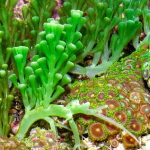 Starter - Caulerpa racemosa - RARITÀ