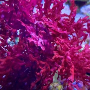 Starter - gracilaria - RARITÀ