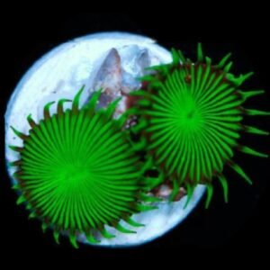 Palythoa green fluo 4-5 polipi