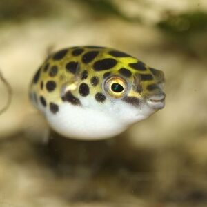 Tetraodon nigroviridis - ambientati in marino