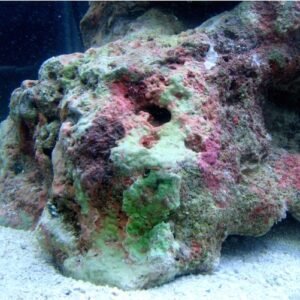 Inoculo Roccia viva