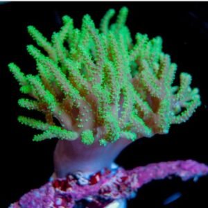 Sinularia green fluo, grande