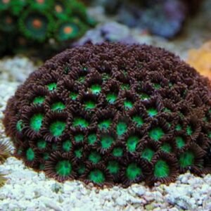 Protopalythoa green black 30-35 polipi