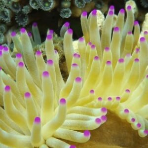 Condylactis gigantea - di serra europea