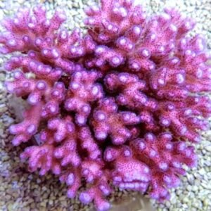 Pocillopora quadricolor pink - small