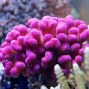 Stylophora pistillata - frag medium