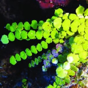 Starter - halimeda - RARITÀ