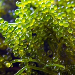 Starter - Caulerpa lentillifera - RARITÀ